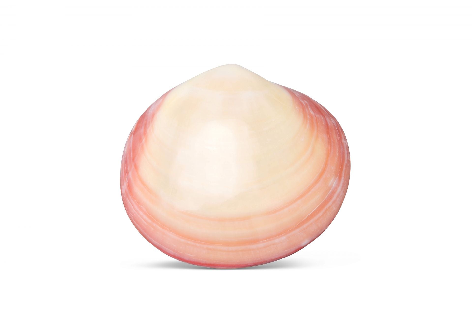 LAVASHELL® Massage-Venusmuschel